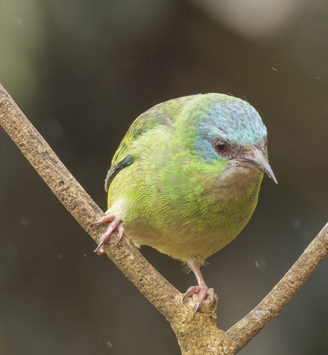 Blue Dacnis - ML643357802