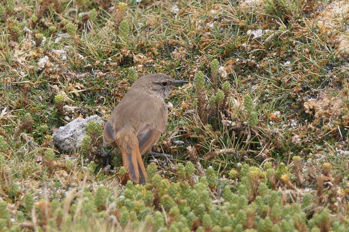 Synallaxe des rocailles - ML643357835