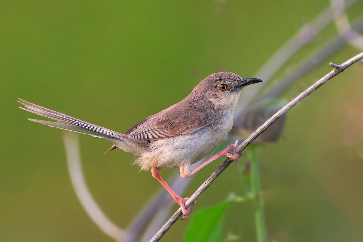 Jungle Prinia - ML643357839