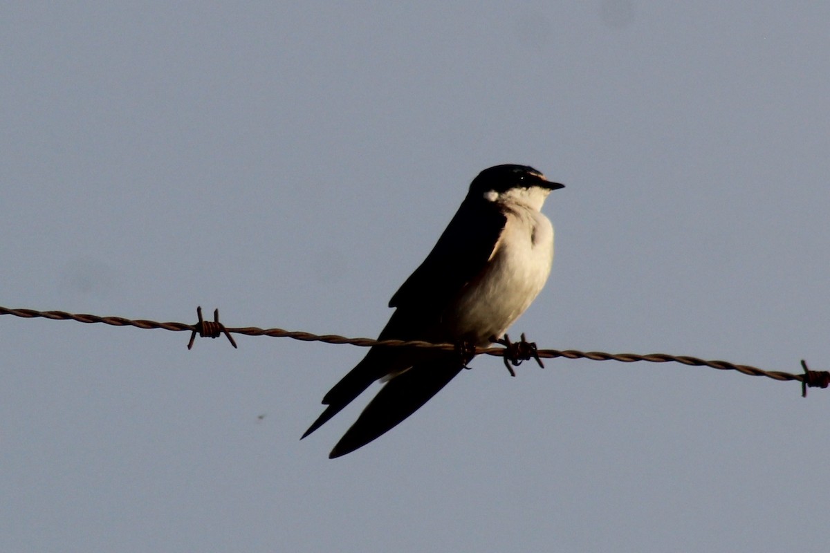 White-rumped Swallow - ML643357841