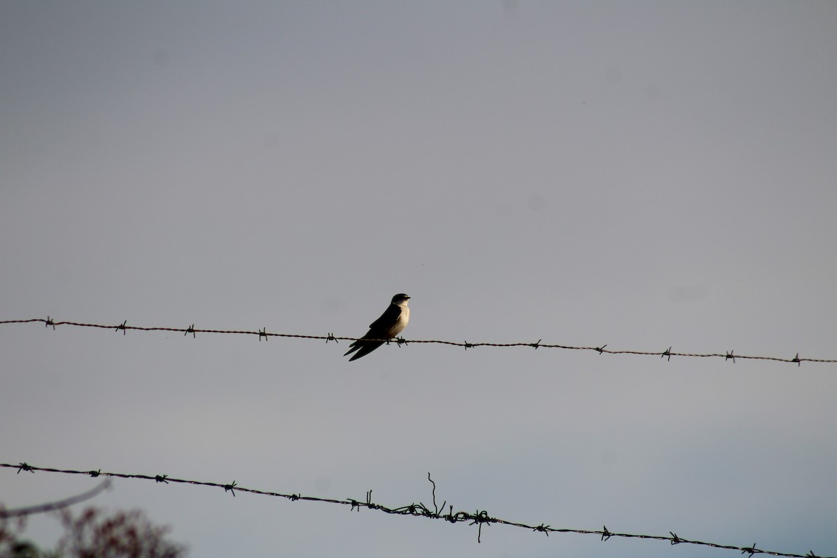 White-rumped Swallow - ML643357842