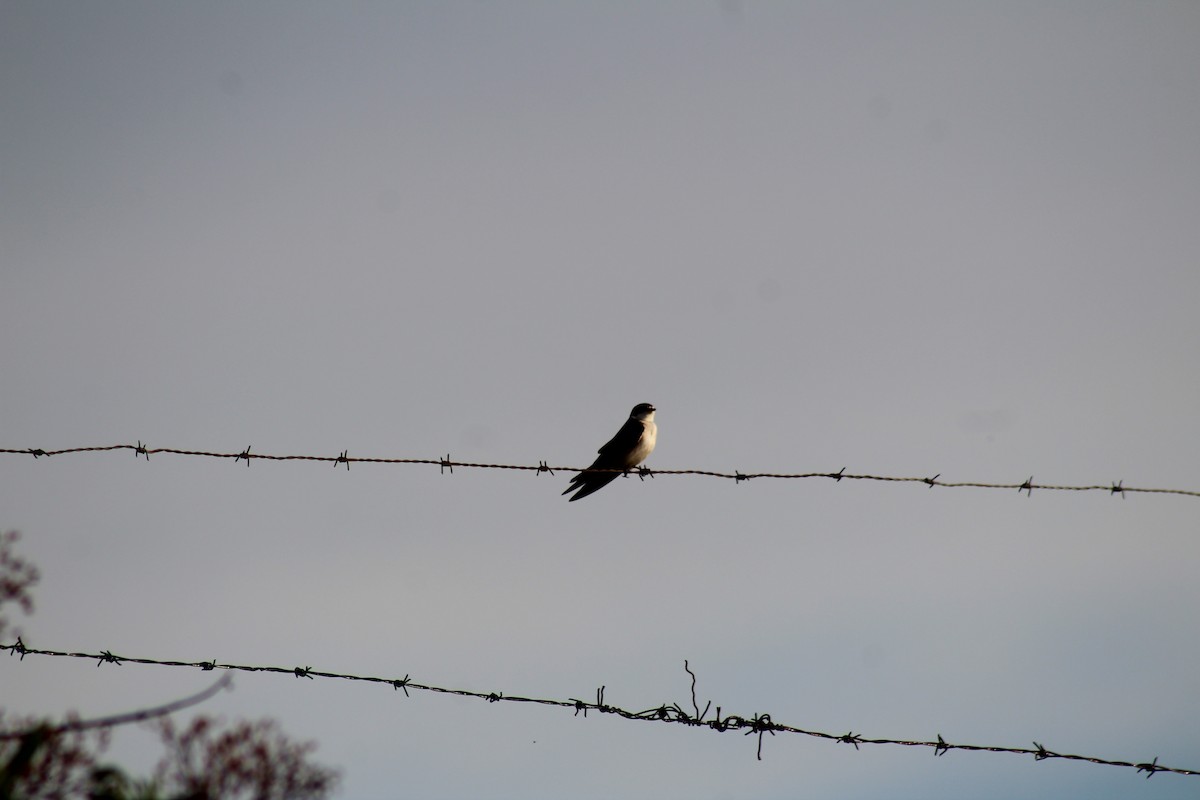 White-rumped Swallow - ML643357843