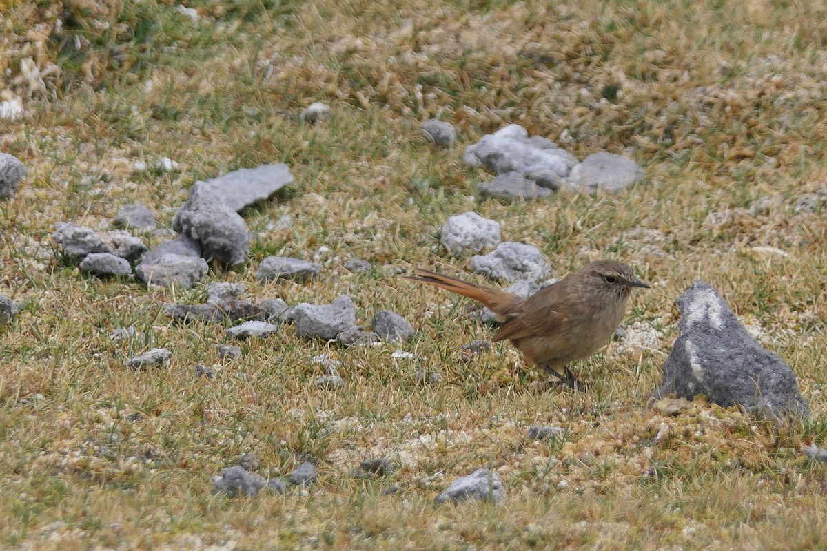 Synallaxe des rocailles - ML643357855