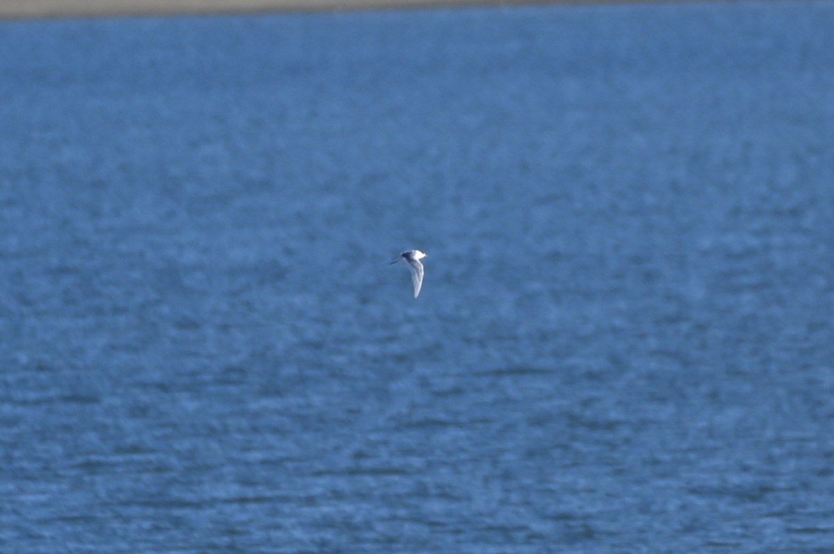 Arctic Tern - ML643357869
