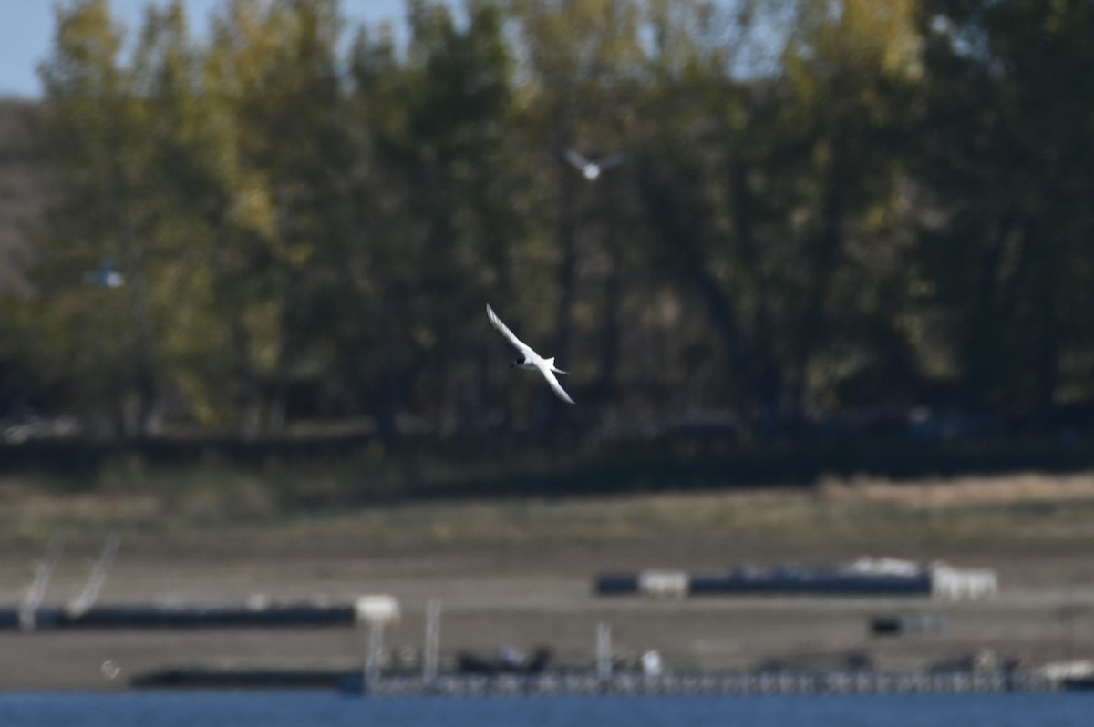 Arctic Tern - ML643357870