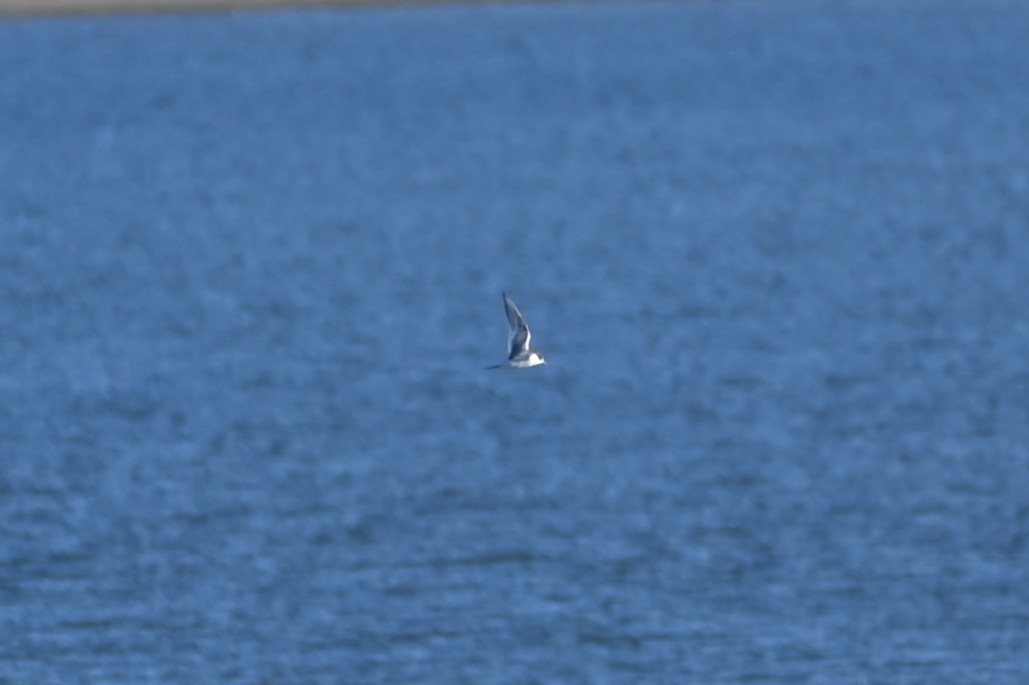 Arctic Tern - ML643357875
