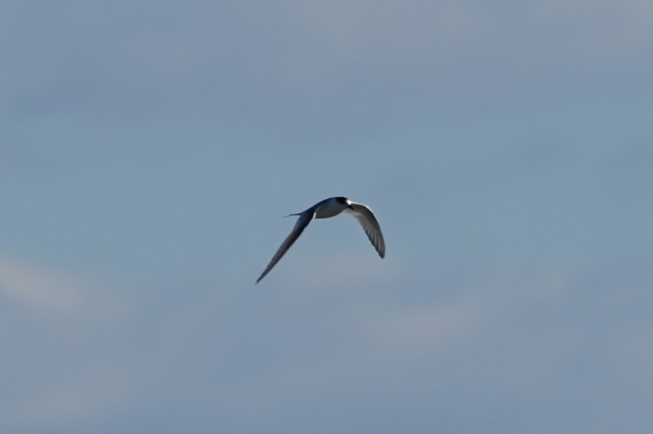 Arctic Tern - ML643357876