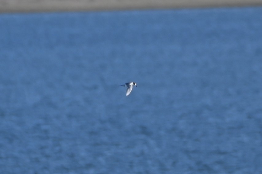 Arctic Tern - ML643357877