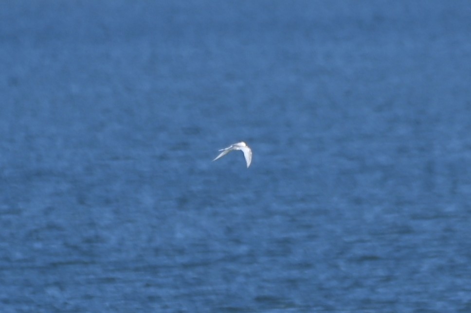 Arctic Tern - ML643357879