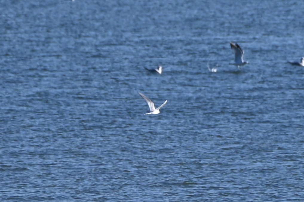 Arctic Tern - ML643357880