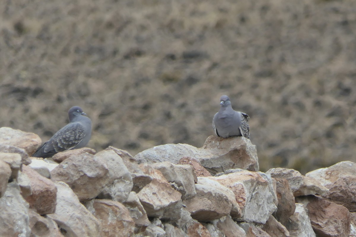 Pigeon tigré - ML643357890