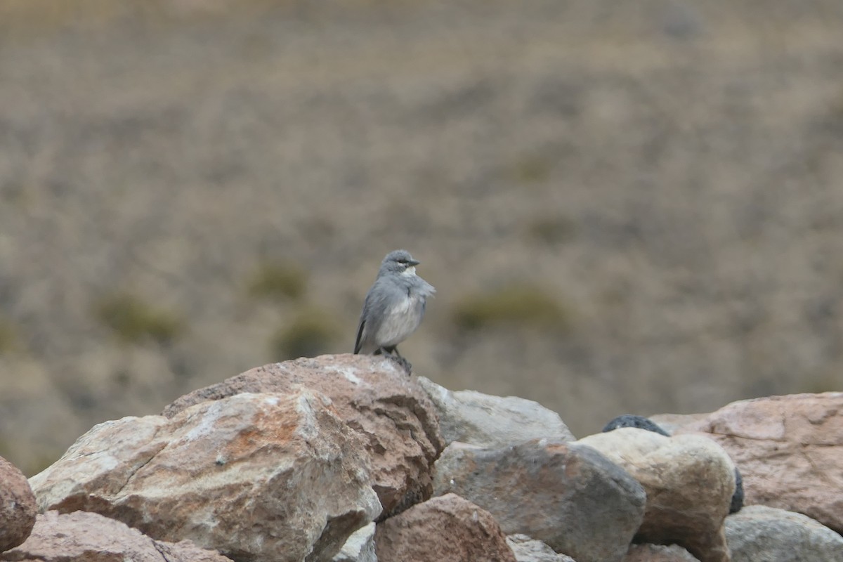 Idiopsar leucoptère - ML643357911