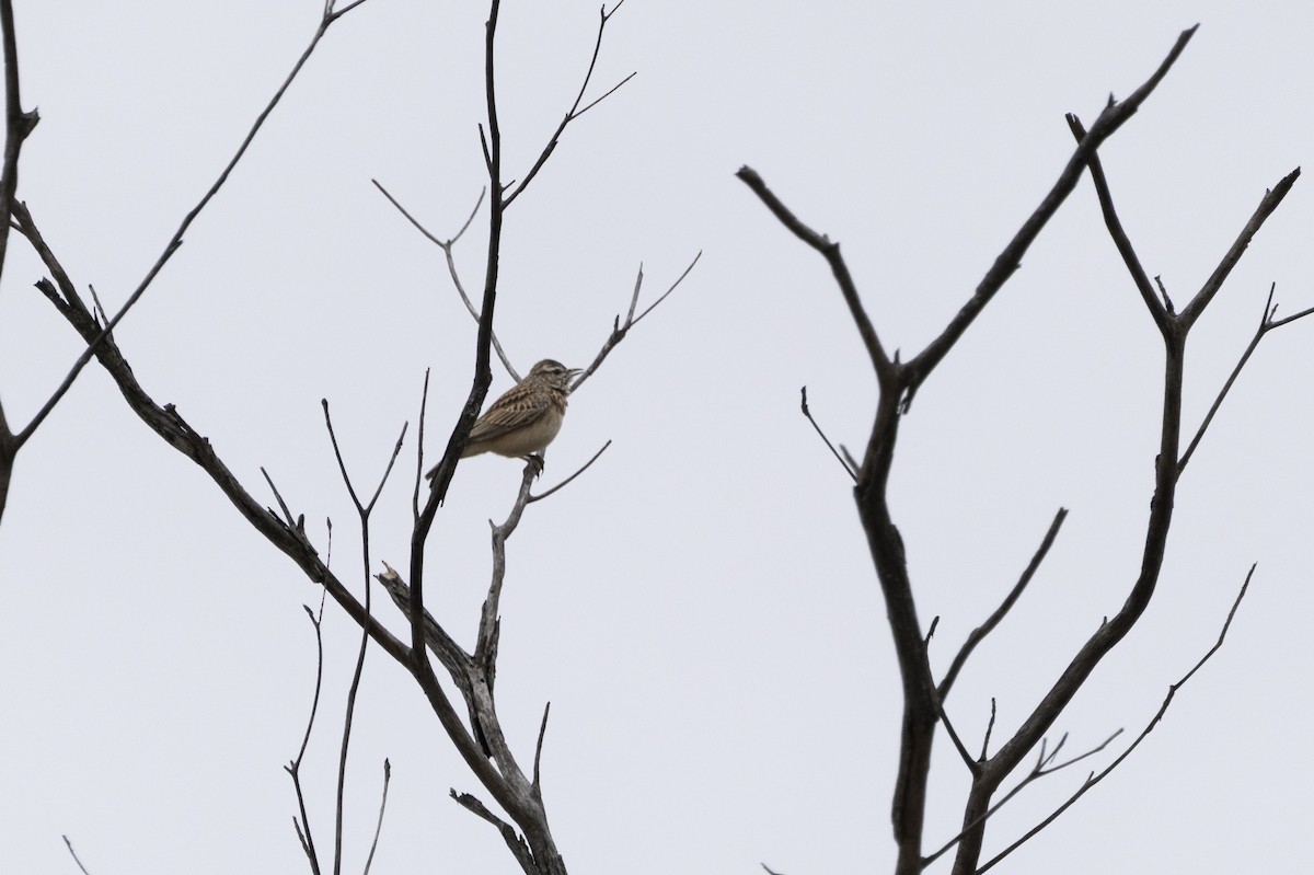 Sabota Lark - ML643357914
