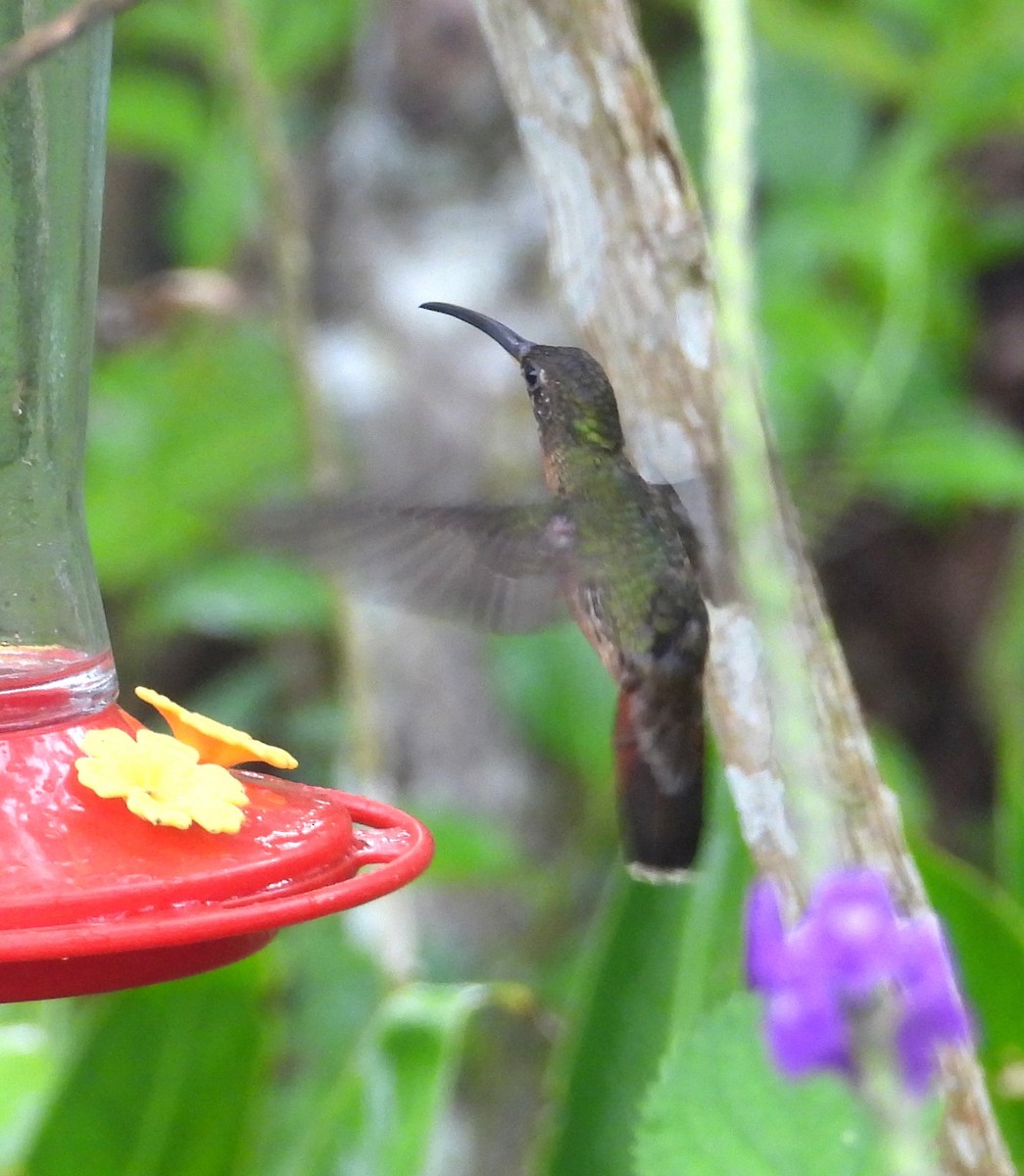 Rufous-breasted Hermit - ML643357933