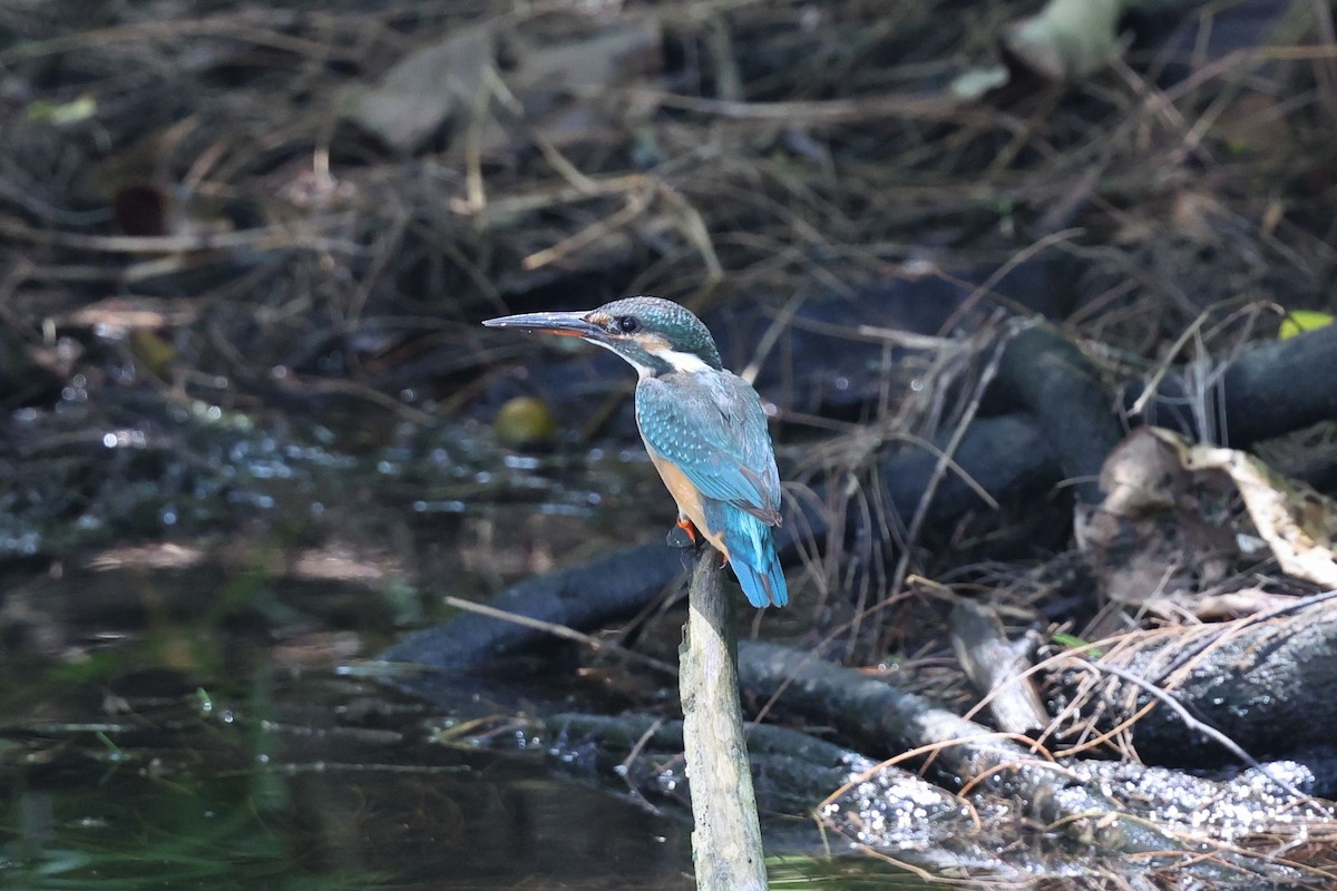 翠鳥 - ML643357940