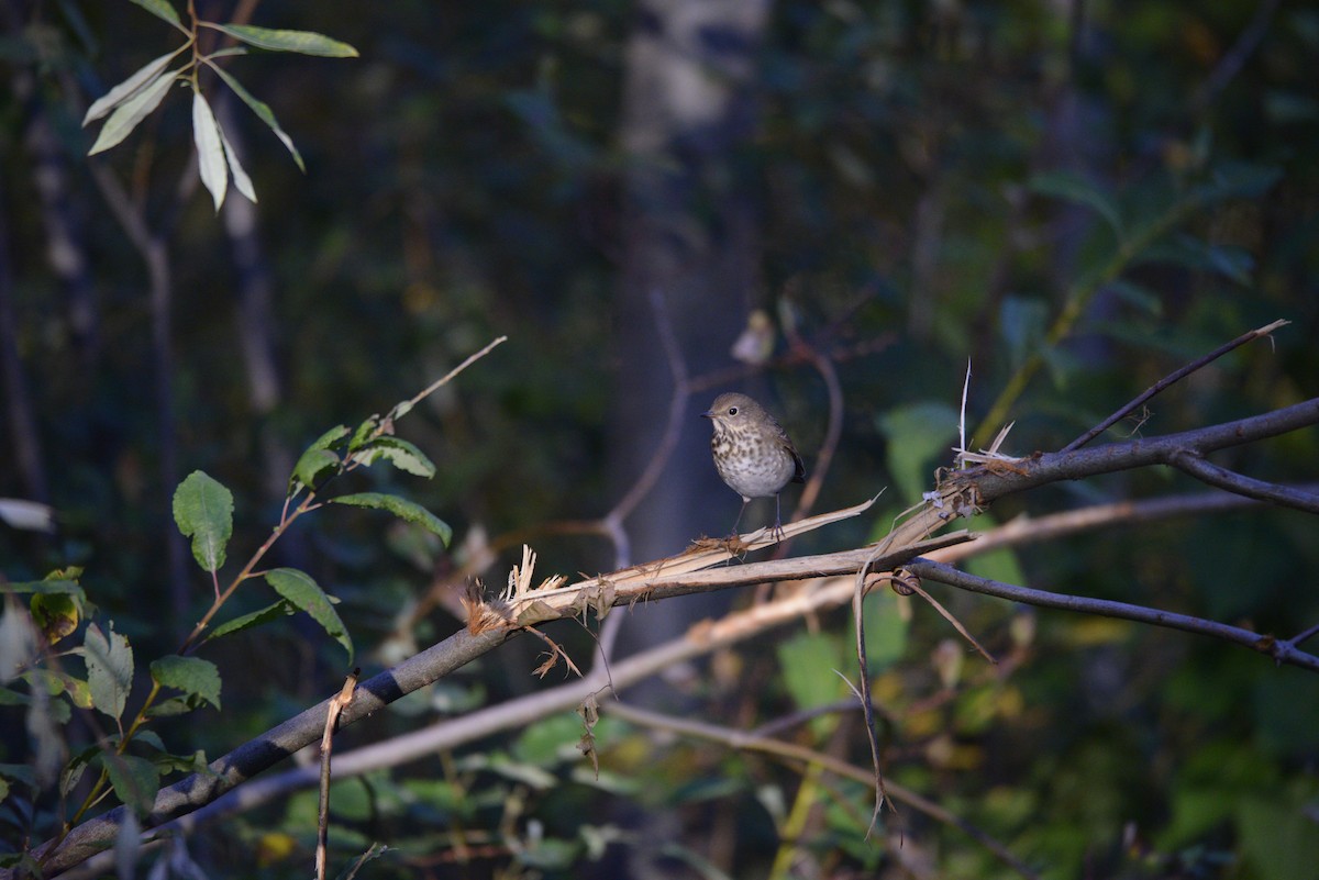 Hermit Thrush - ML643357952