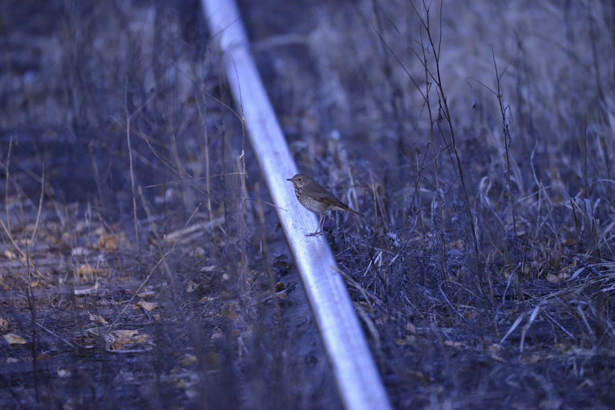 Hermit Thrush - ML643357953