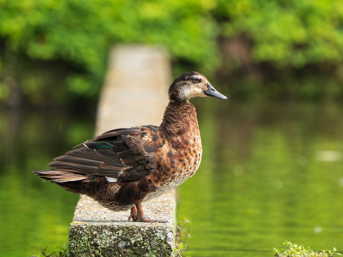 Mallard (Domestic type) - ML643357982