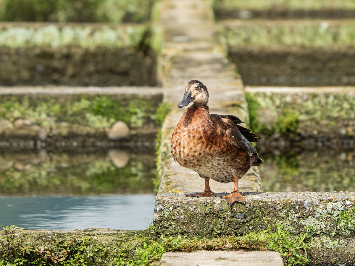 Mallard (Domestic type) - ML643357983