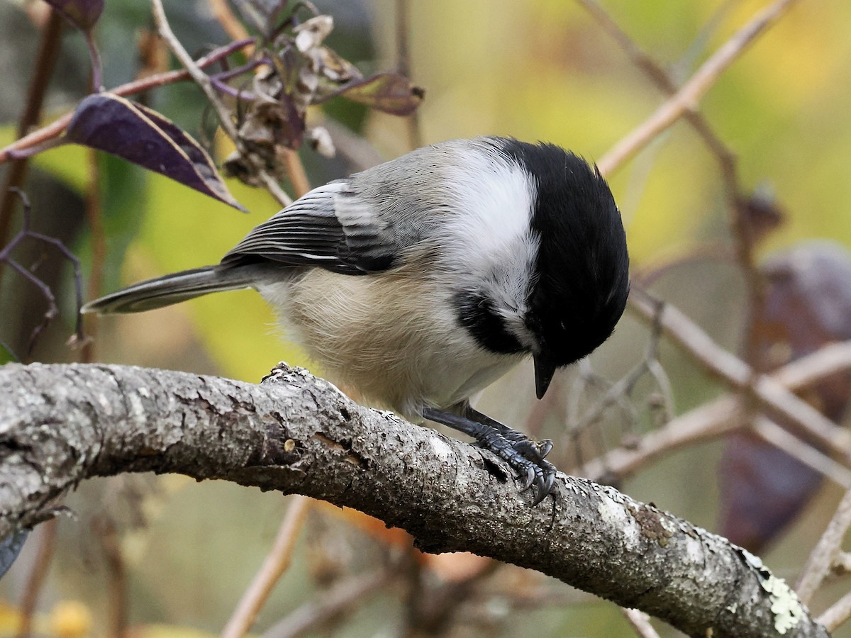 Black-capped Chickadee - ML643357986