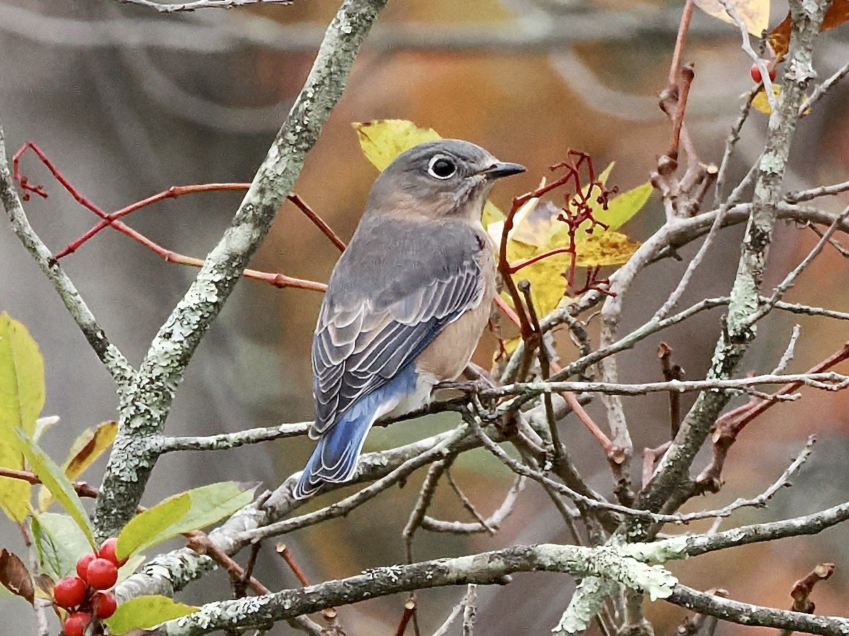 Eastern Bluebird - ML643357993