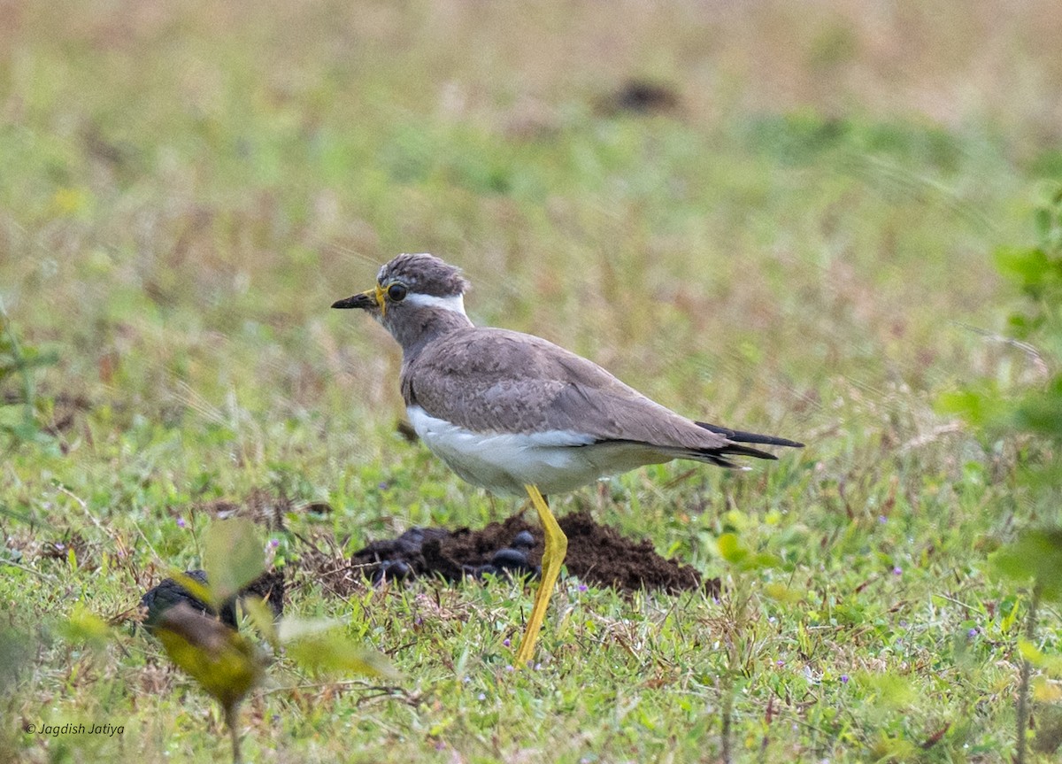 Yellow-wattled Lapwing - ML643357999