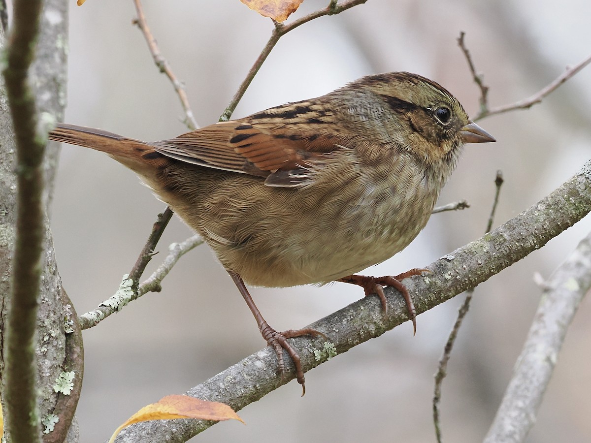 Swamp Sparrow - ML643358000