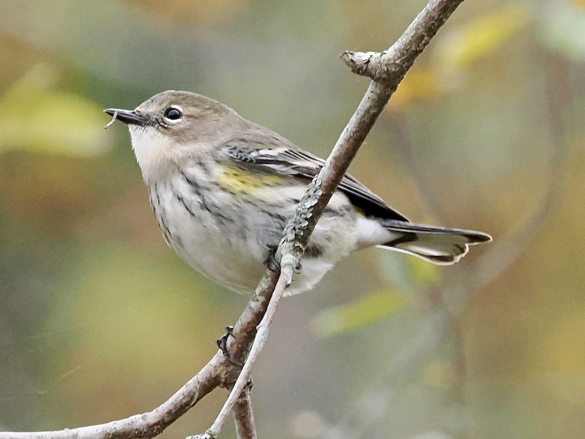 Yellow-rumped Warbler - ML643358014