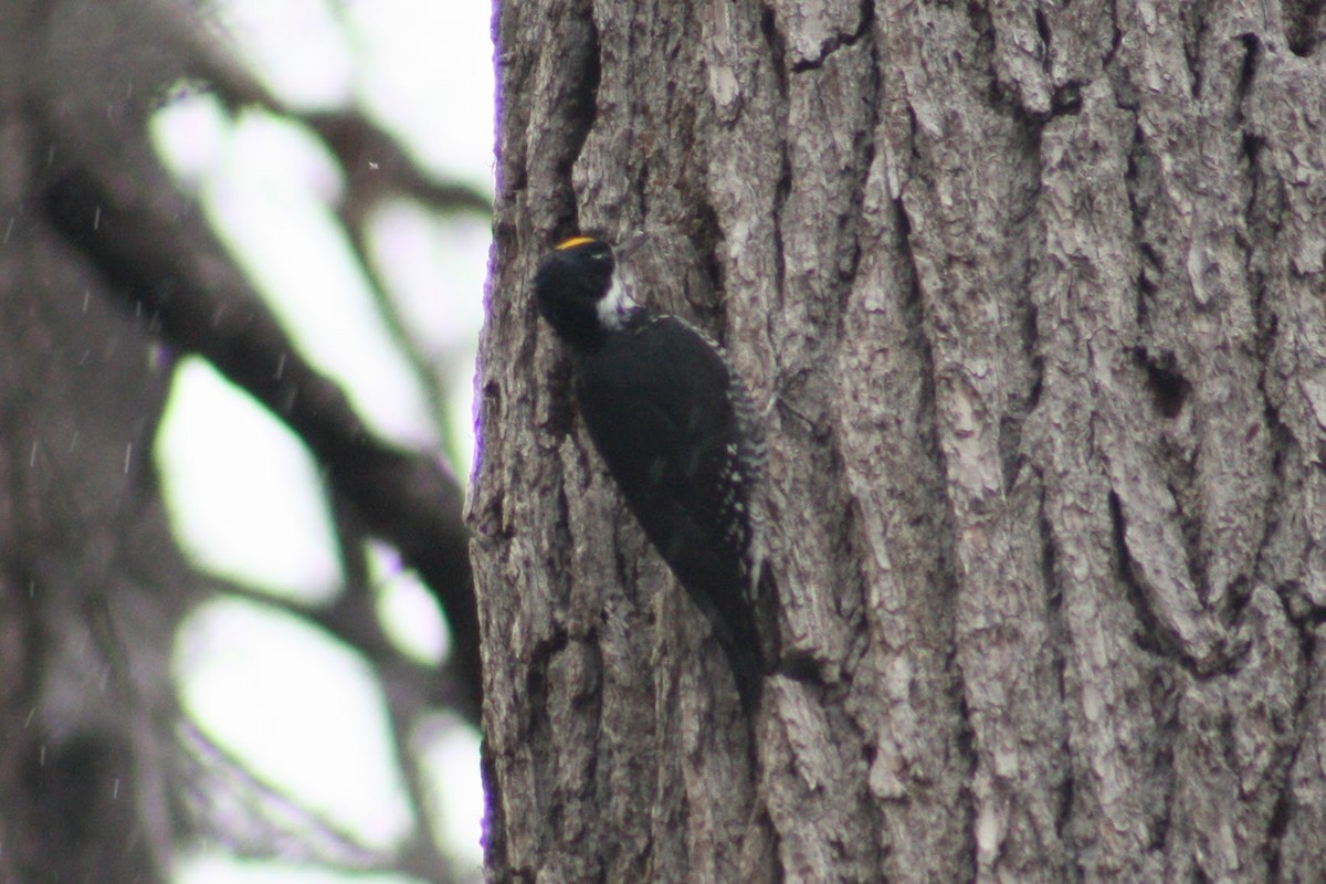 Black-backed Woodpecker - ML643358045