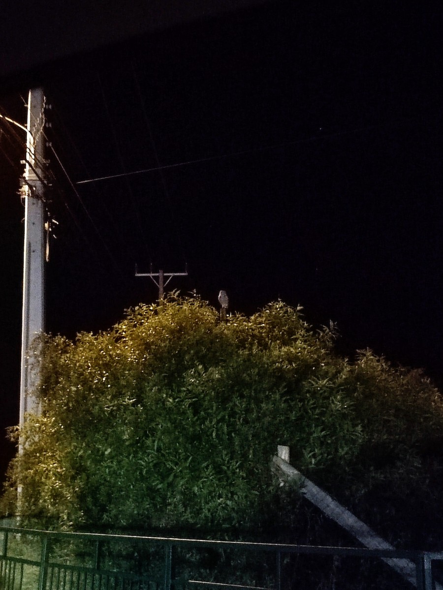 Burrowing Owl - ML643358064