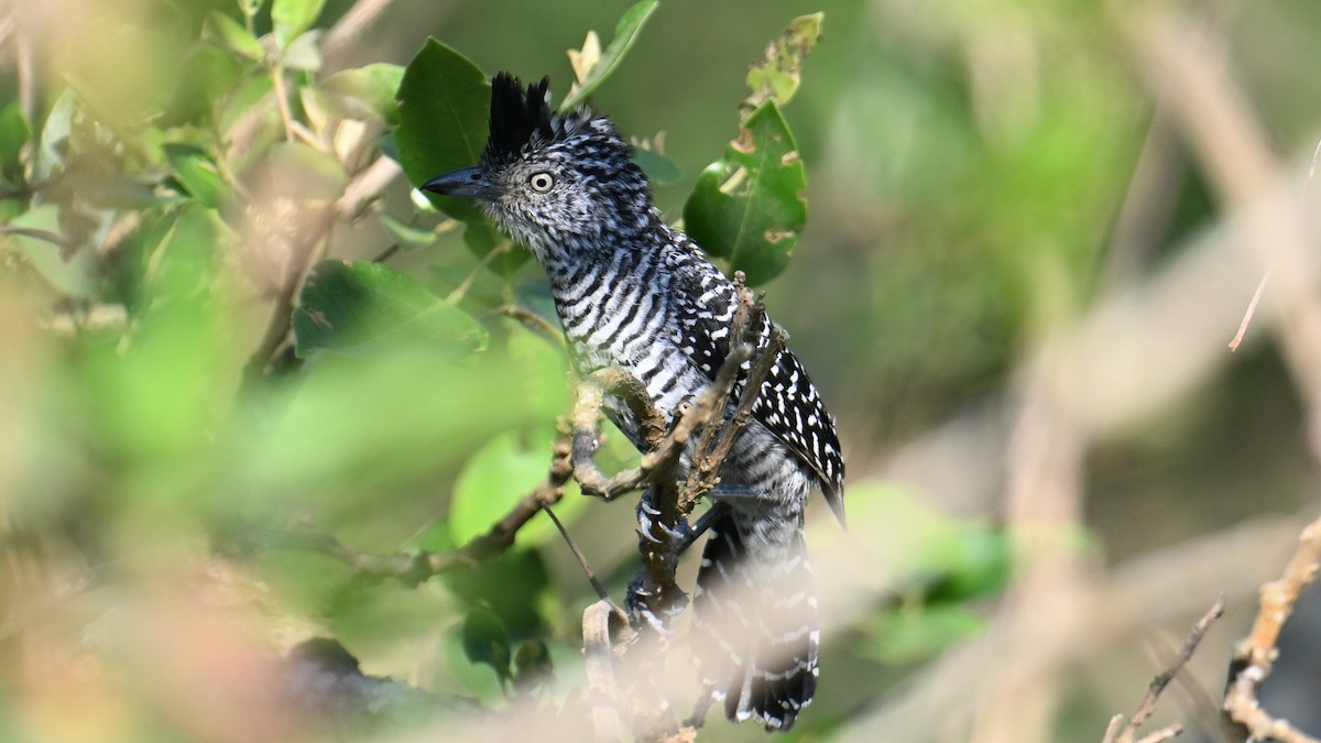 Barred Antshrike - ML643358084