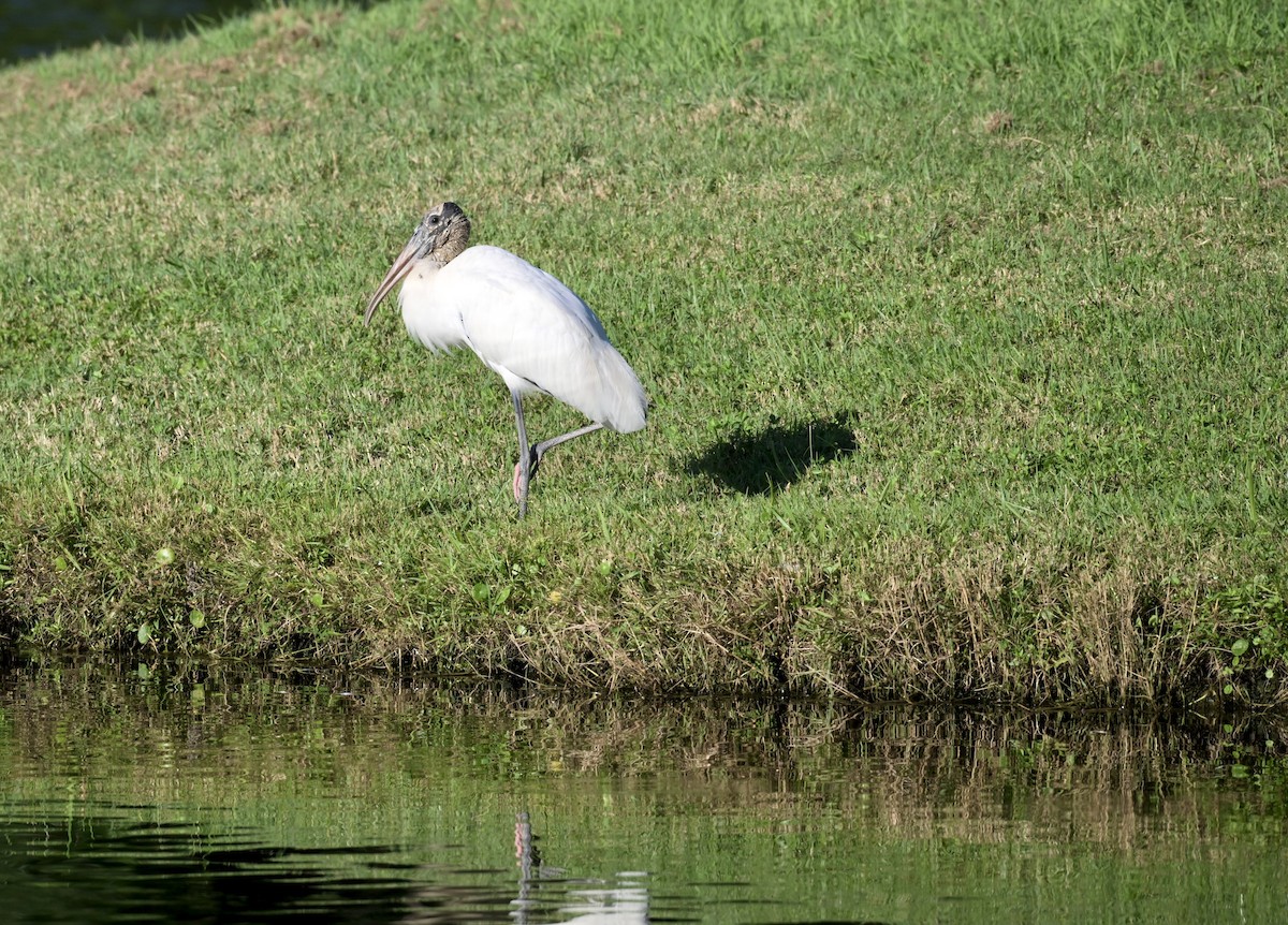 Wood Stork - ML643358100