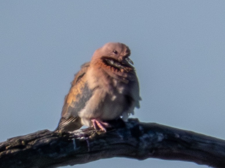 Өөдсөн хүүрзгэнэ - ML643358101