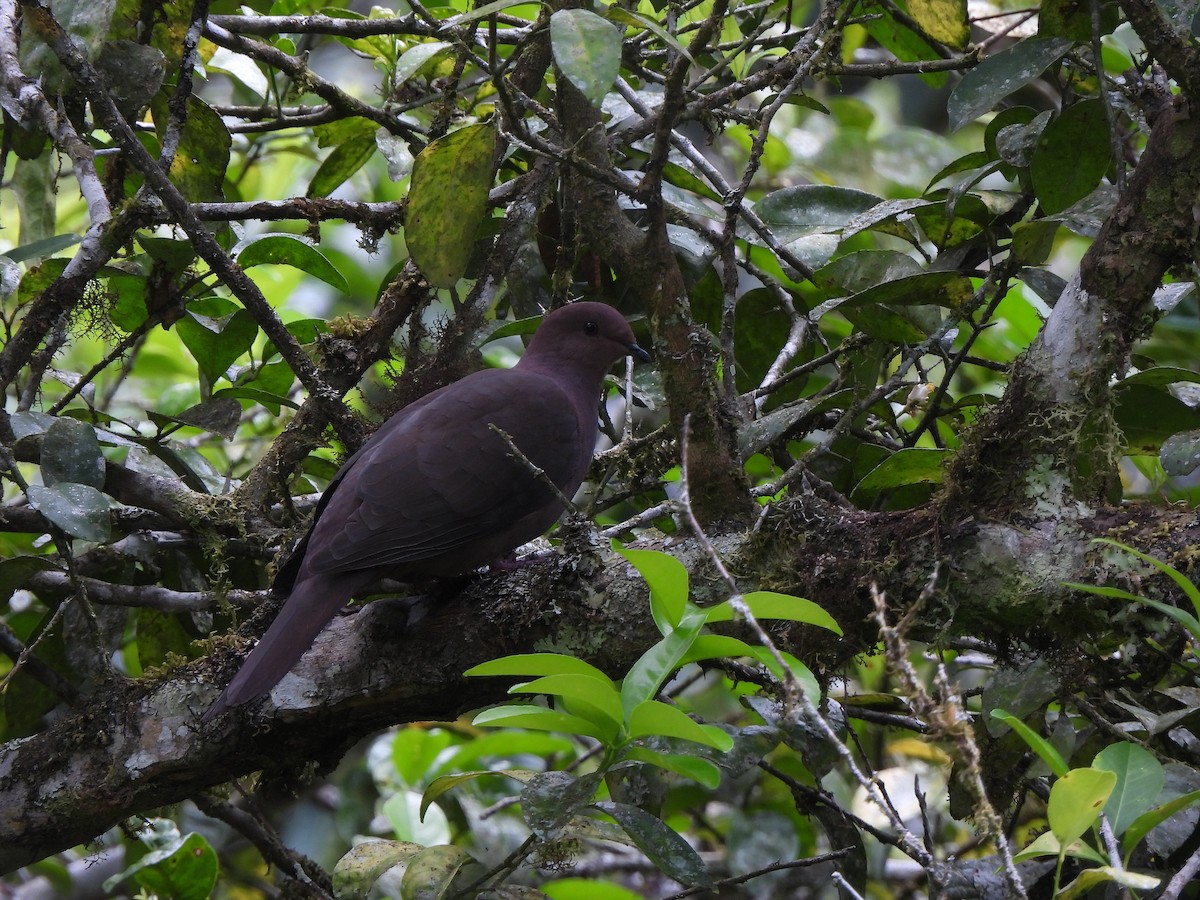 Ruddy Pigeon - ML643358102