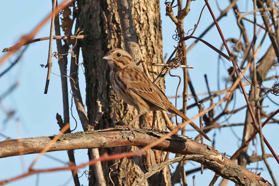 Song Sparrow - ML643358134