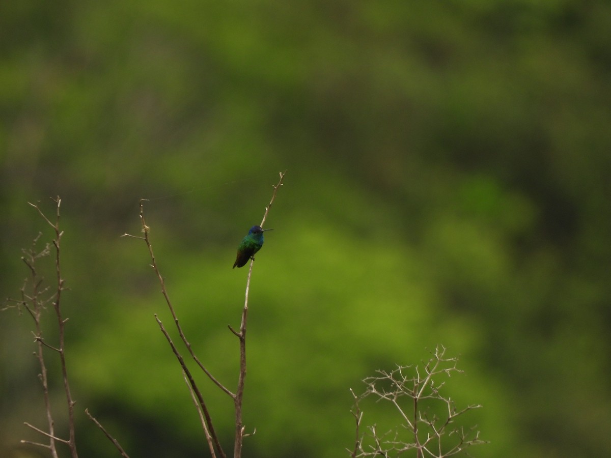 Golden-tailed Sapphire - ML643358141