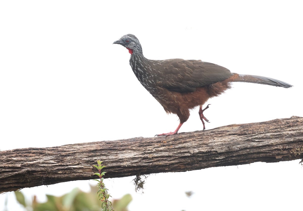 Andean Guan - ML643358148