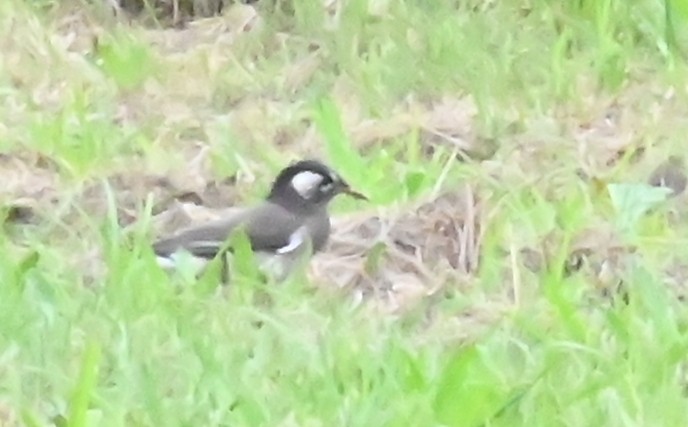 ムクドリ - ML643358154