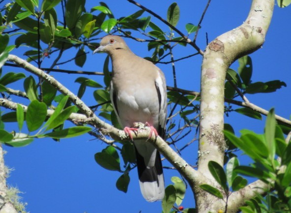 White-winged Dove - ML643358164