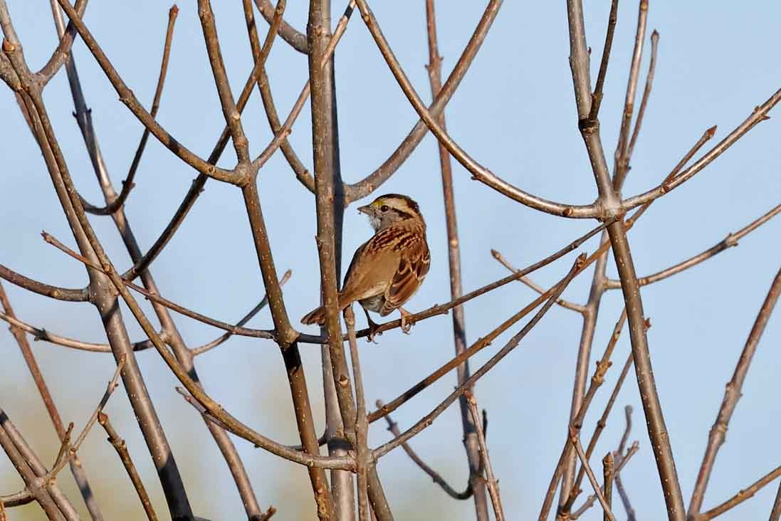 White-throated Sparrow - ML643358165