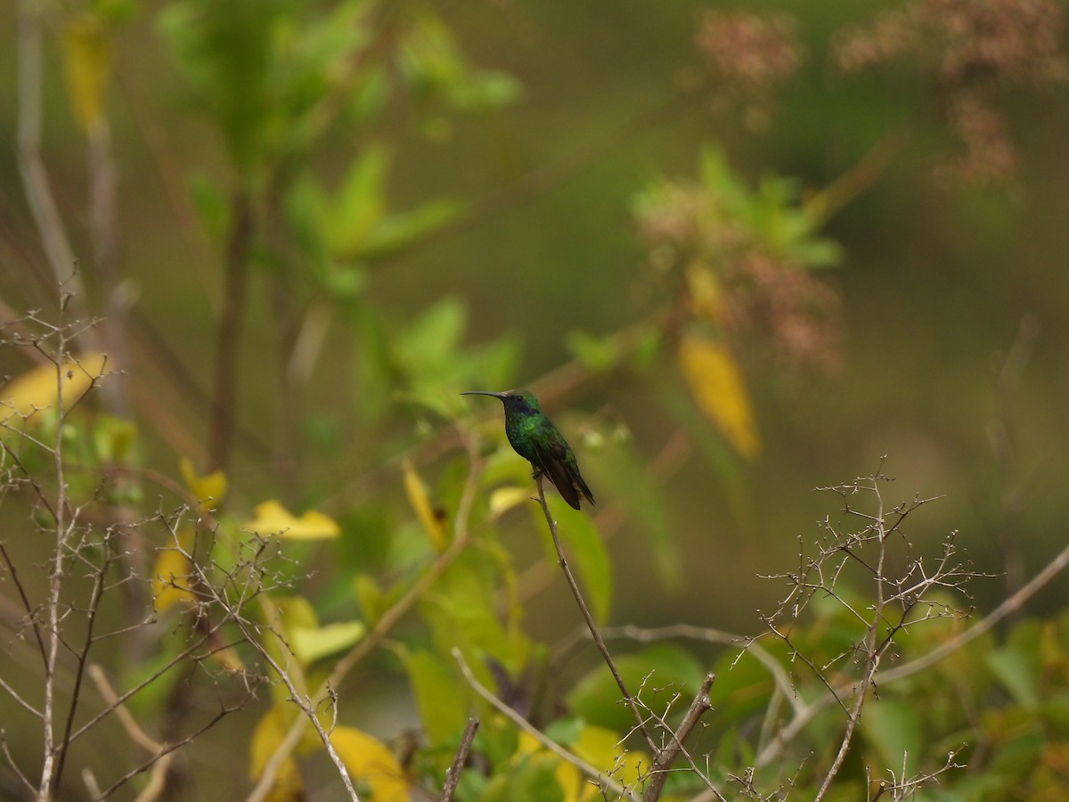 Colibri d'Anaïs - ML643358168