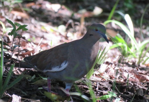 White-winged Dove - ML643358182