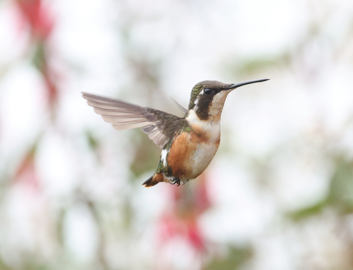 Colibri de Mulsant - ML643358189