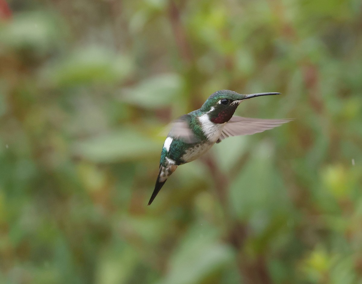 Colibri de Mulsant - ML643358191