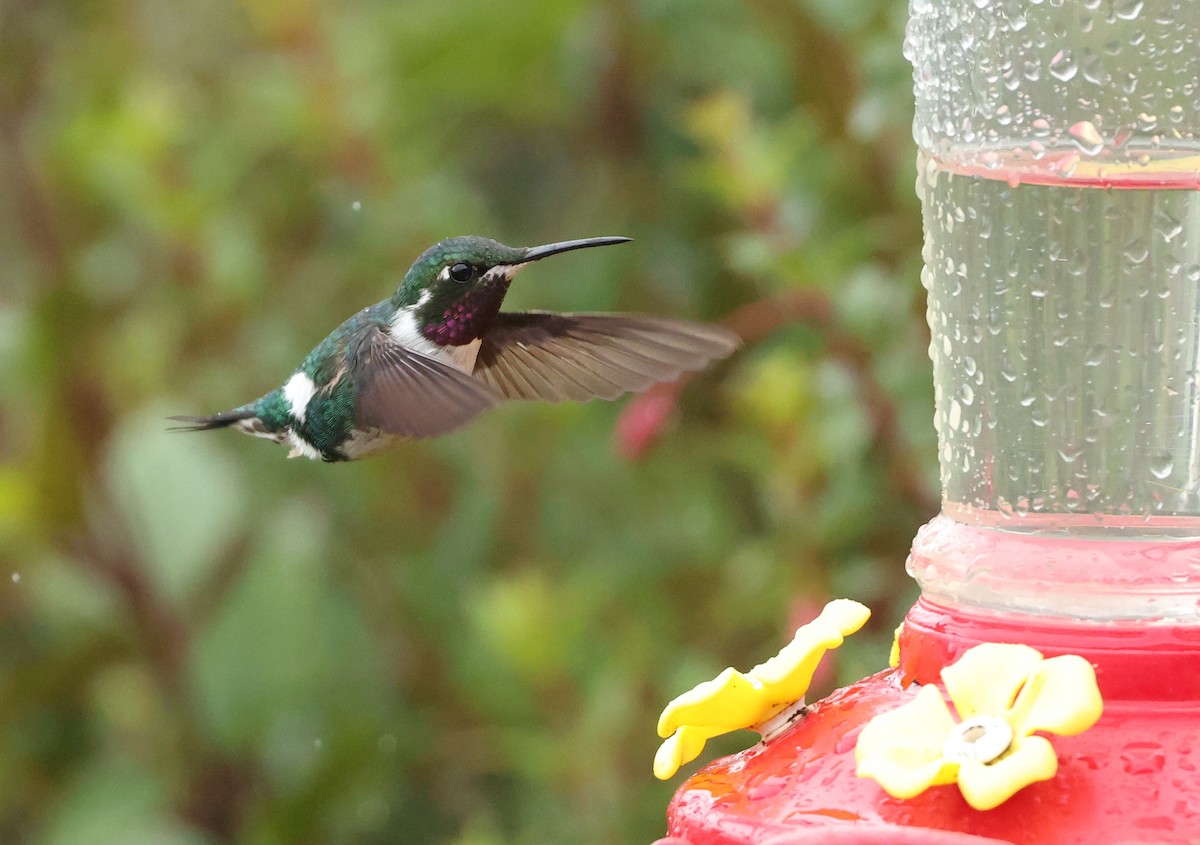 Colibri de Mulsant - ML643358193