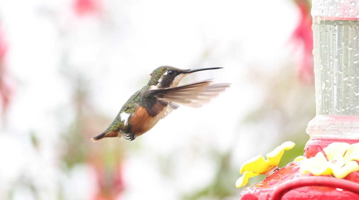 Colibri de Mulsant - ML643358195