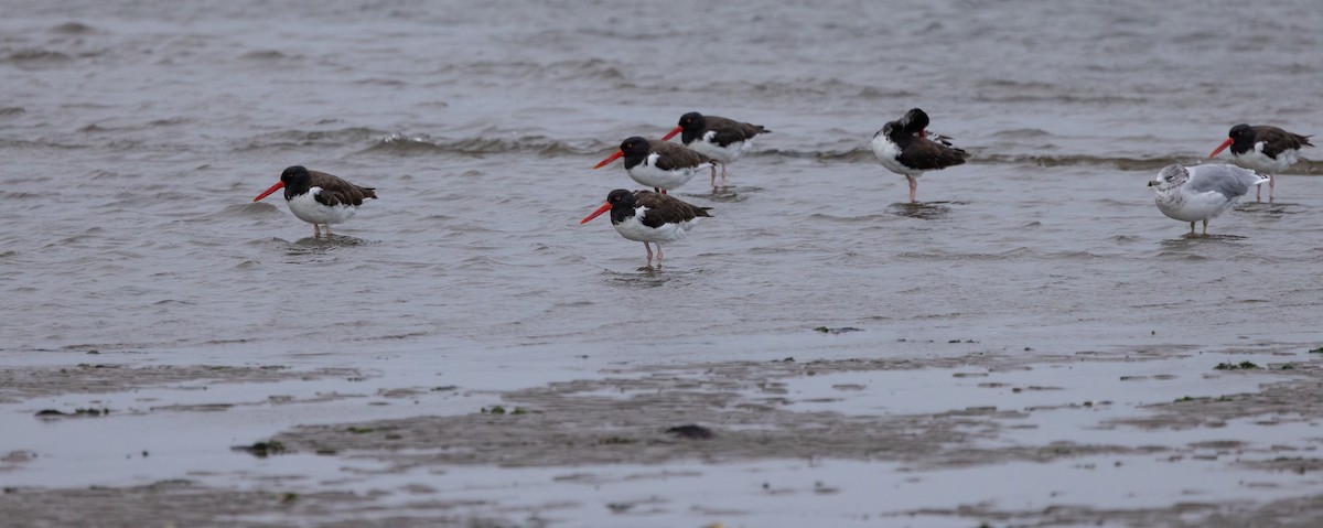 American Oystercatcher - ML643358203