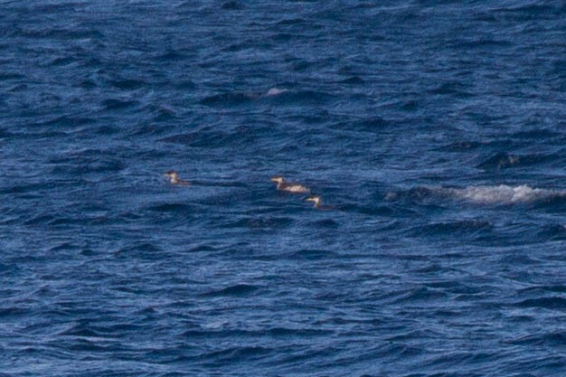 Grèbe jougris - ML643358227