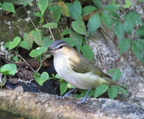 Vireo Ojirrojo - ML643358231
