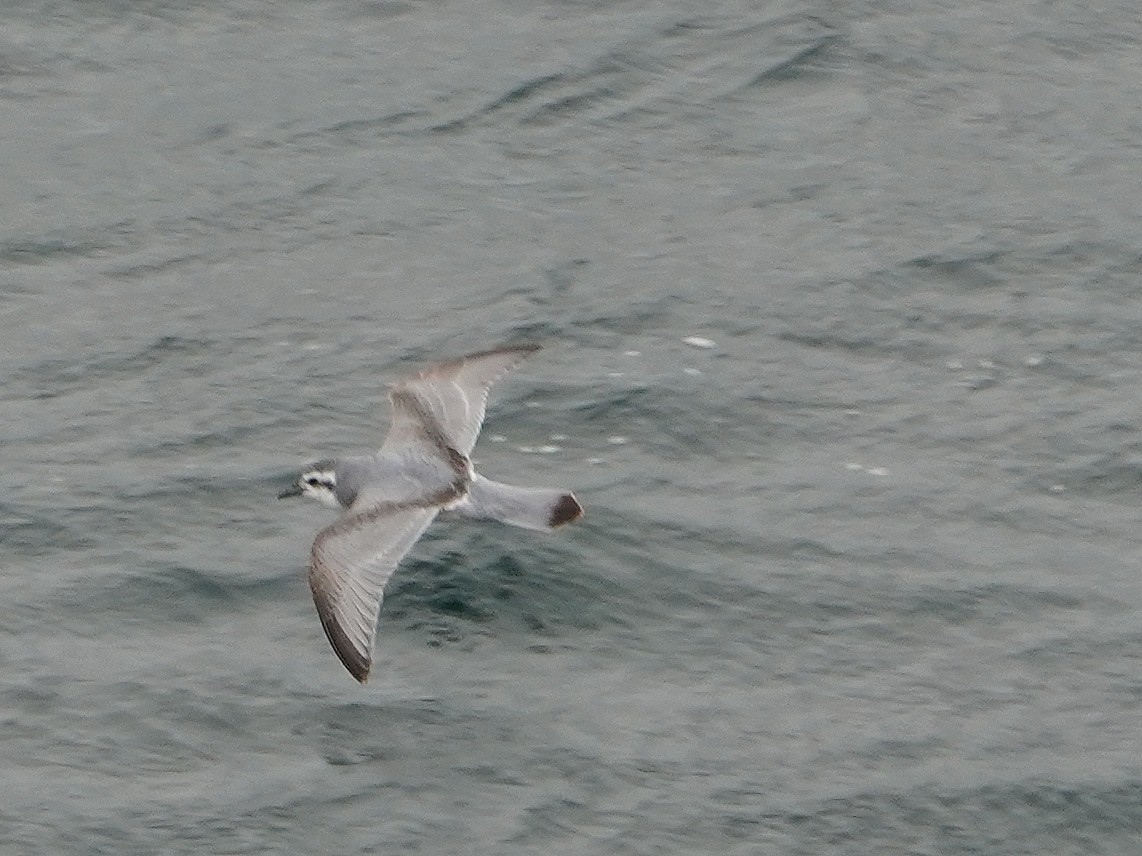 Slender-billed Prion - ML643358239